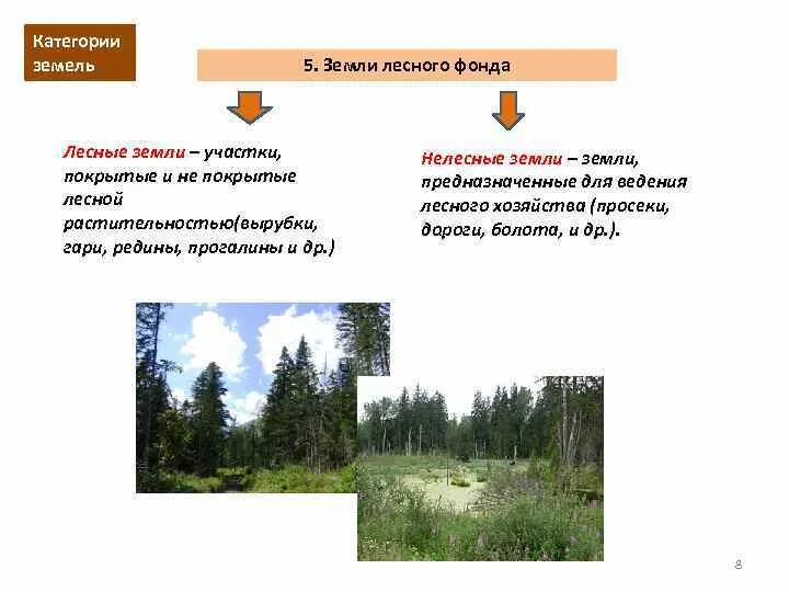 5 земли лесного фонда. Лесные и нелесные земли. Нелесные земли лесного фонда. Категории земель Лесные и нелесные. Земли лесного фонда земные Лесные земли.