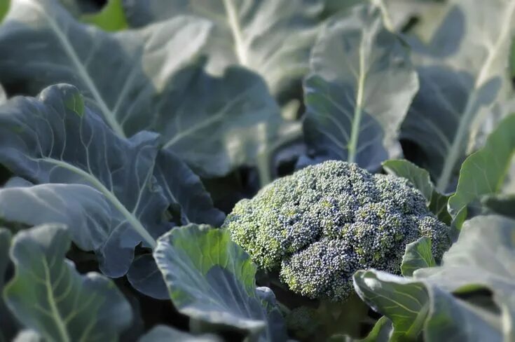 Zone 5 Gardening: Broccoli Actual link below: http://www.almanac.com/plant/brocc