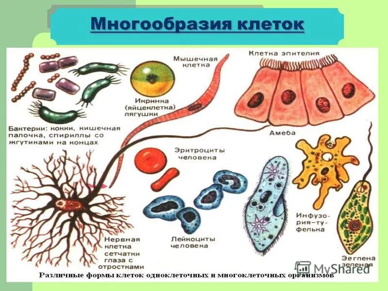 Клетки 4да. Разнообразие клеток эукариот. Многообразие растительных клеток. Разнообразие клеток организма. Многообразие клеток строение.
