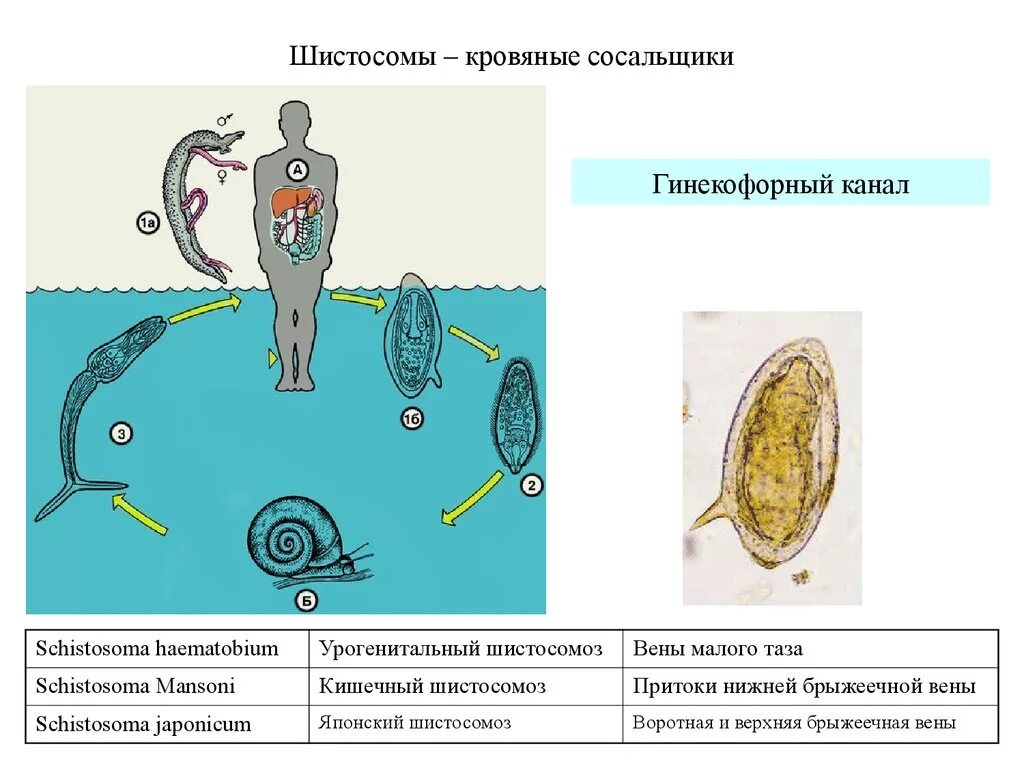 Жизненный цикл кровяного сосальщика схема. Schistosoma haematobium жизненный цикл. Жизненный цикл шистосомы схема. Кровяной сосальщик жизненный цикл.