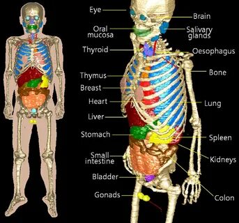 Whole body