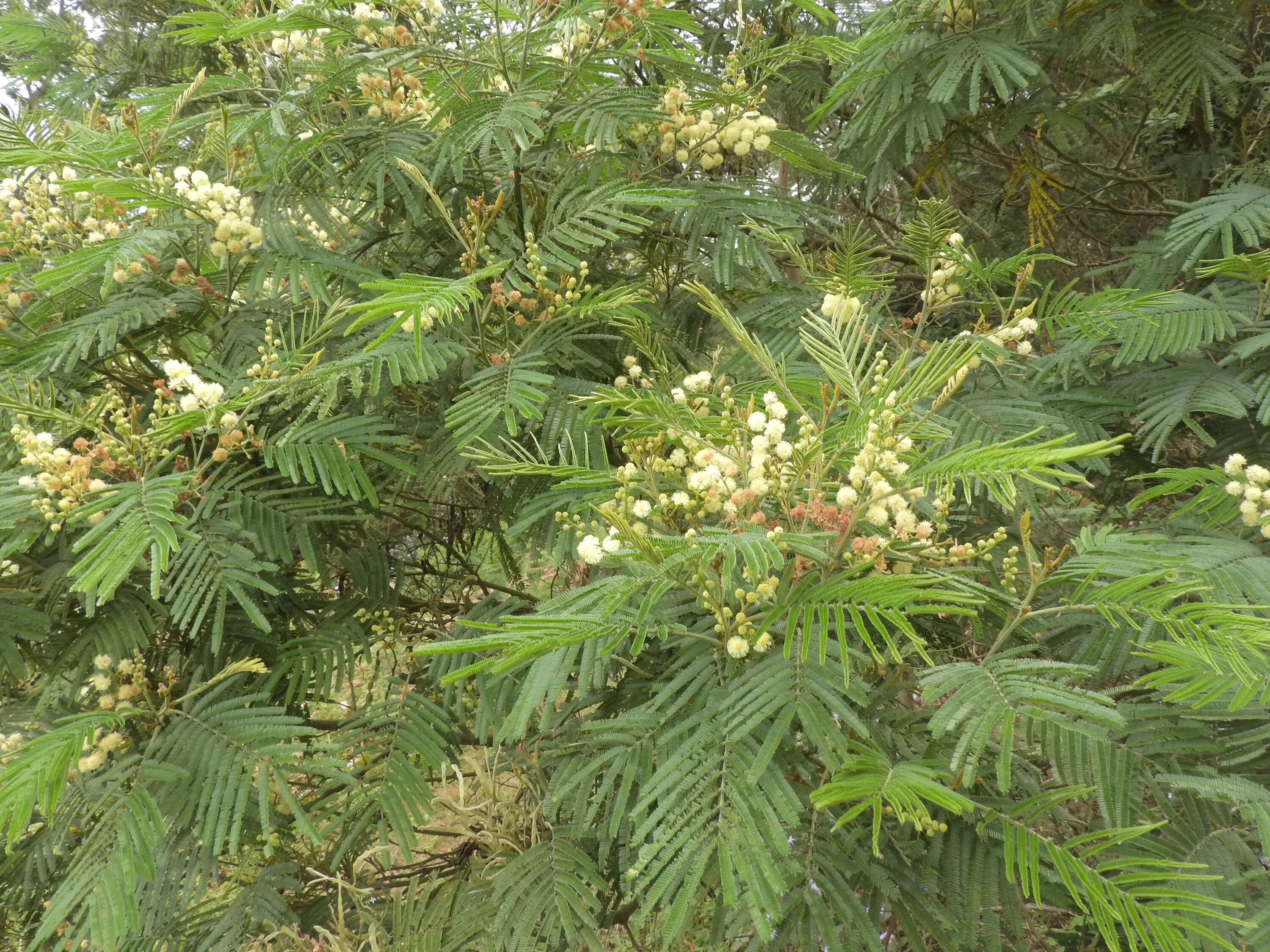 Acacia mearnsii. Заросли акации в Индии. Фото дикой акации издалека. Есть ли акации в древней Индии. Дикая без слов