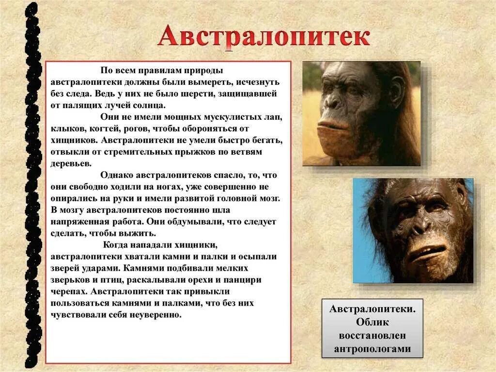 Австралопитеки сообщение. Австралопитеки биологические черты. австралопитеки были. человек австралопитек характеристика. австралопитеки информация.
