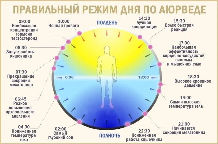 Душа сколько минут. Аюрведа режим дня. Режим дня по аюрведе по часам. Режим дня по аюрведе. Биологические часы сна.