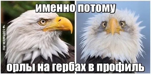 Орлиный взор. Орлиный взор прикол.
