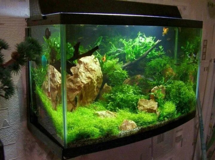 IMG_0263 Aquarium landscape, Aquascape design, Nature aquarium