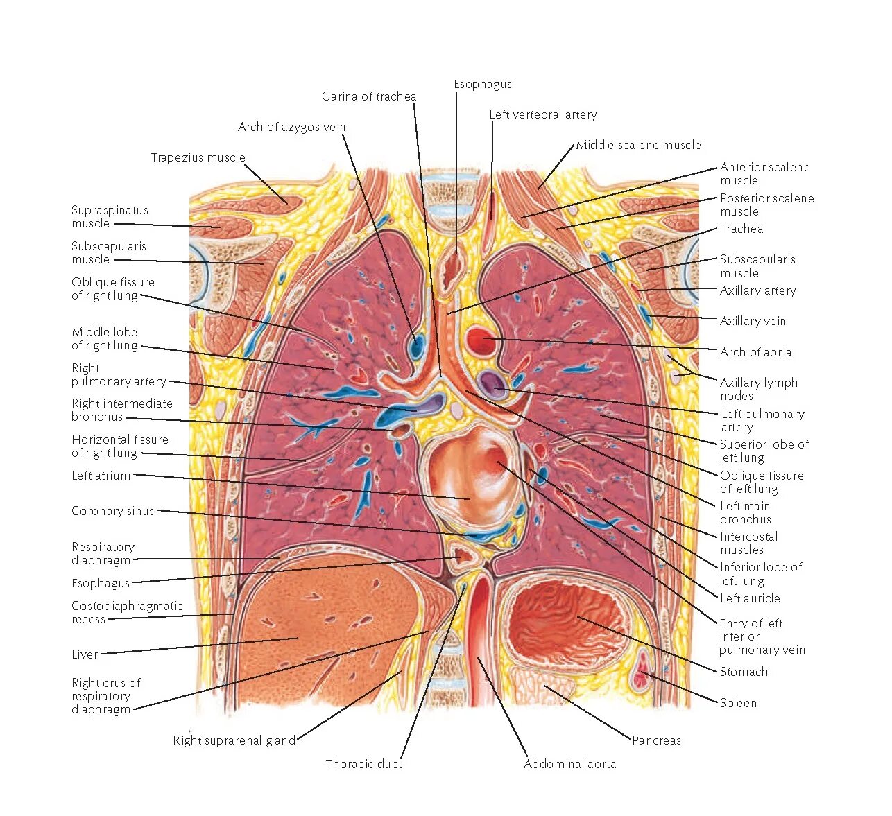 Грудная клетка строение анатомия с органами. Внутренности грудной клетки анатомия. Фронтальный разрез грудной полости. Фронтальный срез грудной клетки. Органы под правой грудью