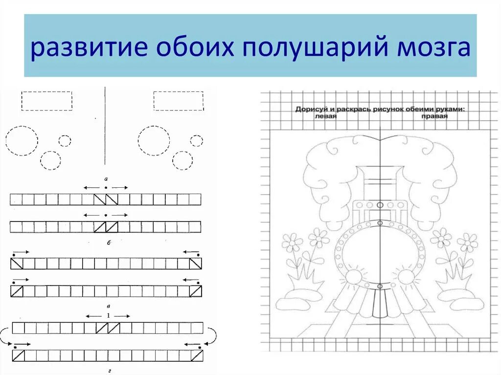 Развитие двух полушарий