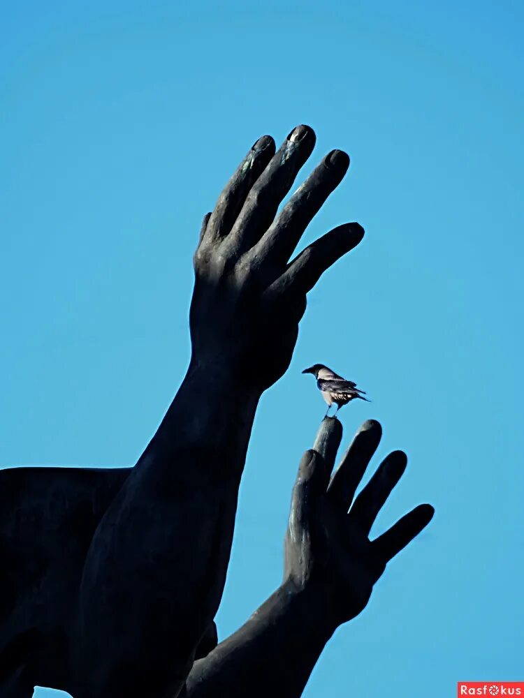 Совсем ручная. Птица на пальце. Человек держит птицу на пальце. Птичка из пальцев. Птица на руке фото.