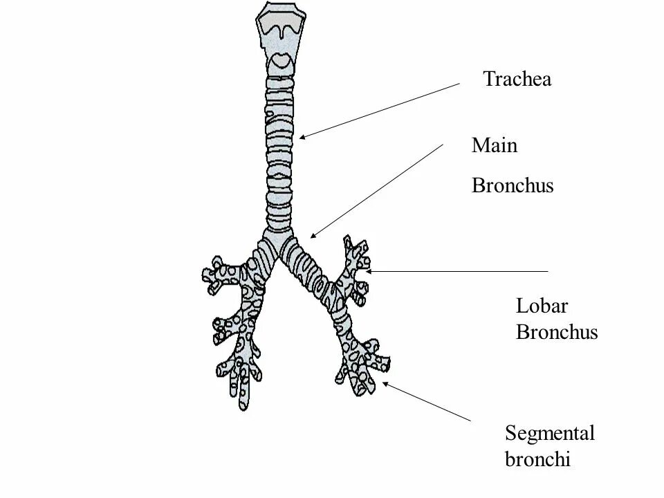 Бронхи на латыни. Трахея (trachea). Trachea анатомия. Trachea and bronchi. Киль трахеи.