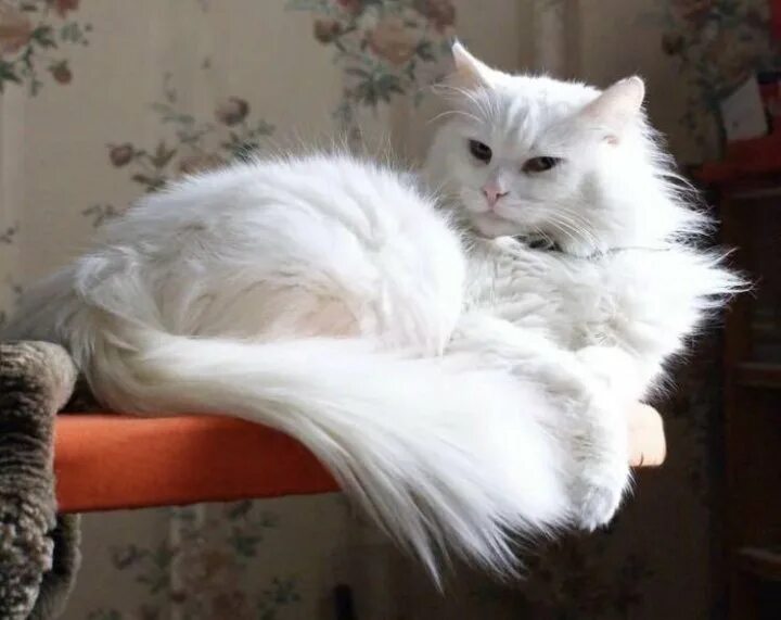 Сонник белый пушистый. Кошка белая. Кошка белая. К чему снятся белые коты. Сонник белый котенок с блохами.