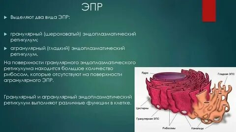 Функции эпс биология