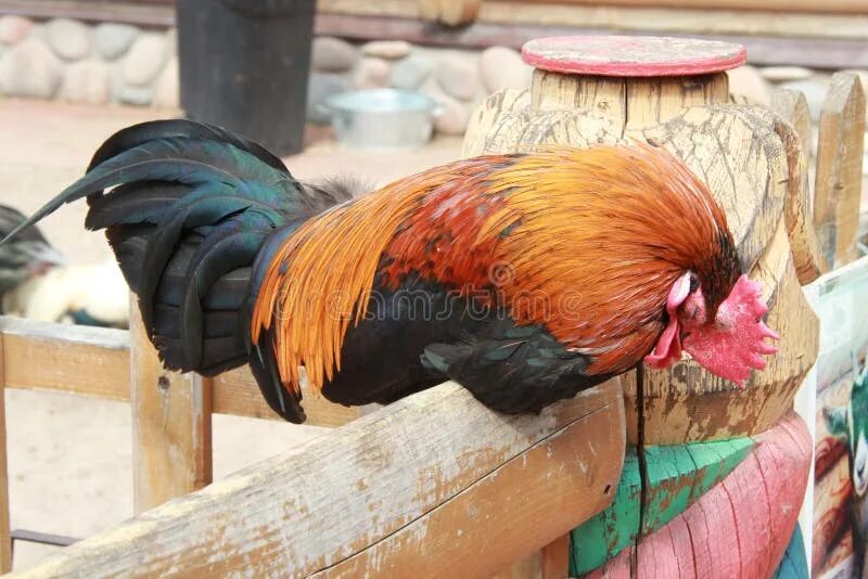 Спящий петушок. Спящий петух. Спящий петушок. Засыпать с петухами. Спящие петухи.