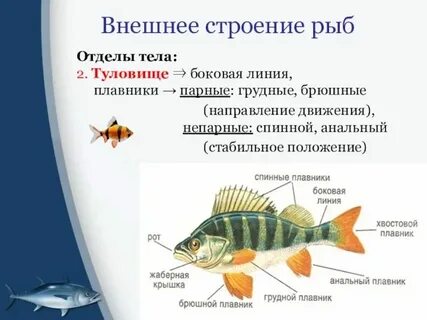 Плавники костистых рыб