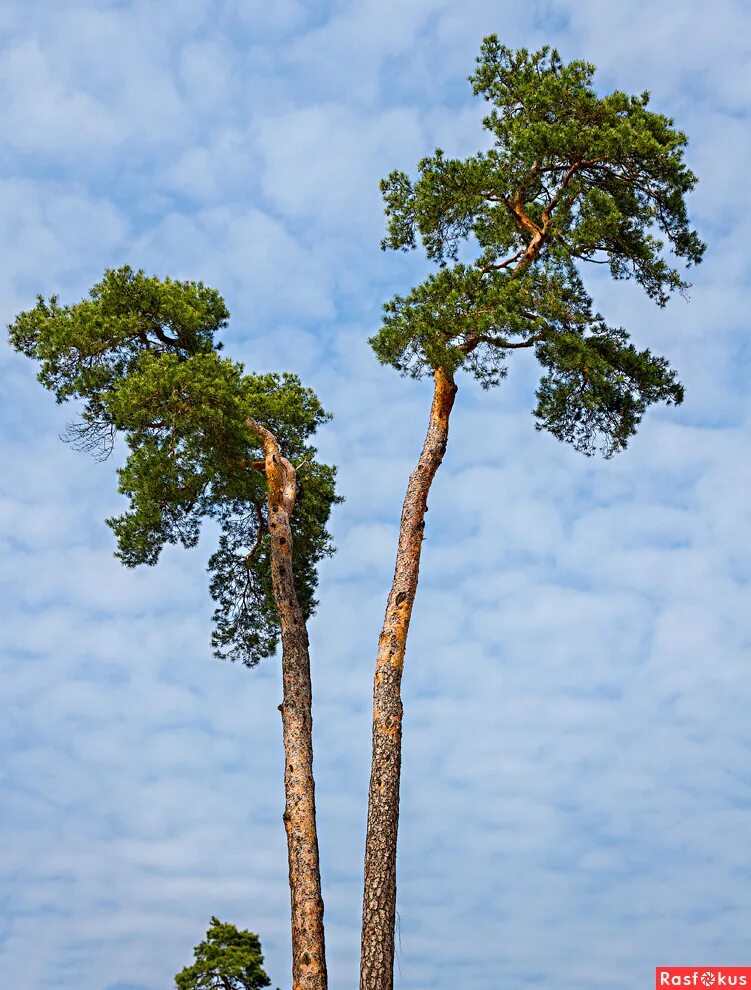 куршская коса сосны пляж. балтийское побережье дюны сосны. сосновая балтийская. куршская коса сосны пляж. сосновая балтийская.