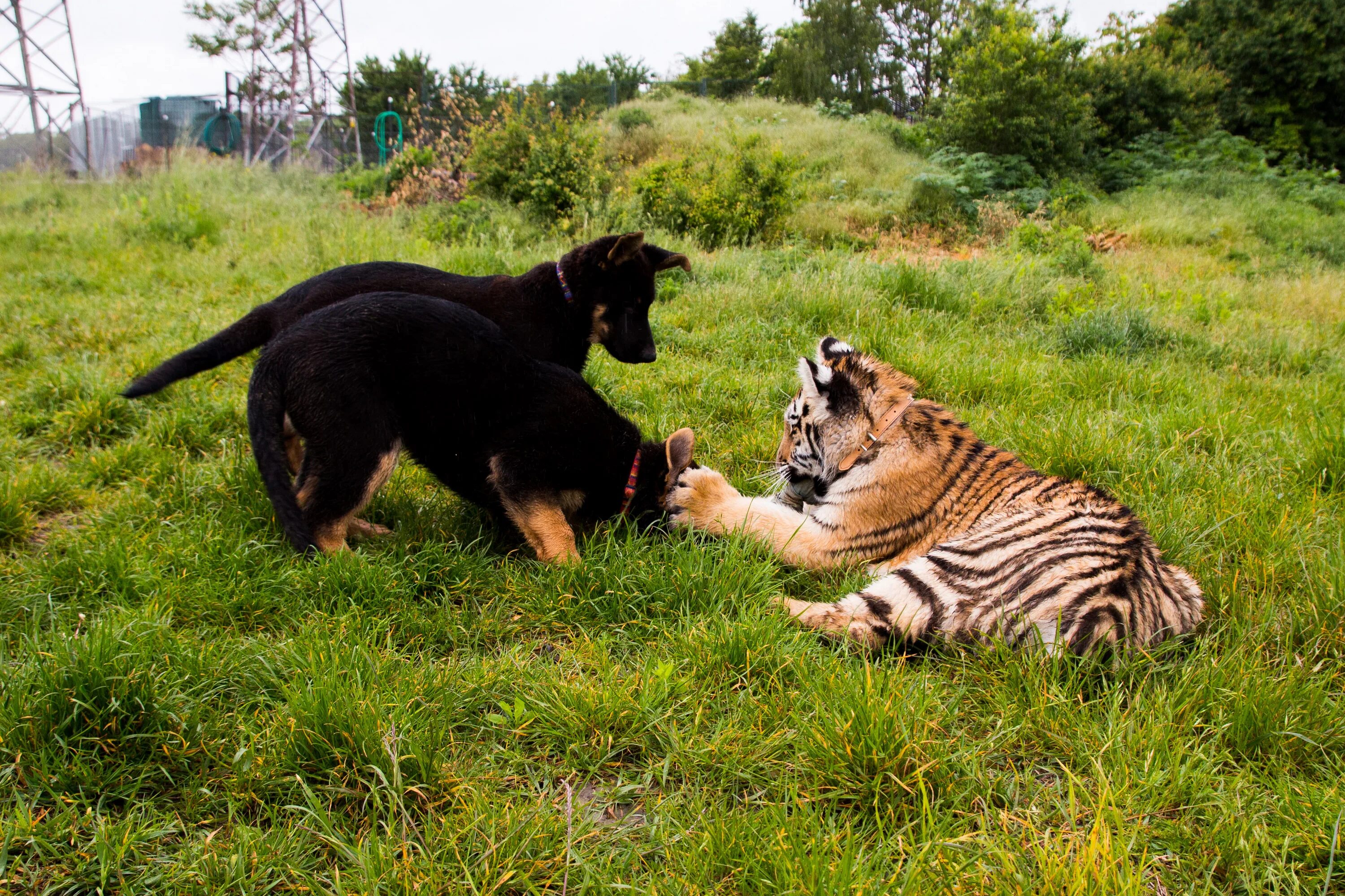 Тигр и собака мужчина. Тайгер порода собак. Собака тигр. Овчарка и тигр. Тигренок и собака.