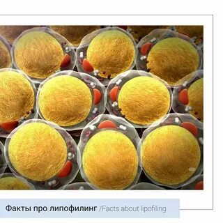 Жир под