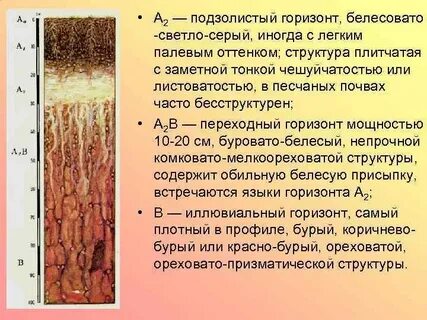 Серые лесные тайга