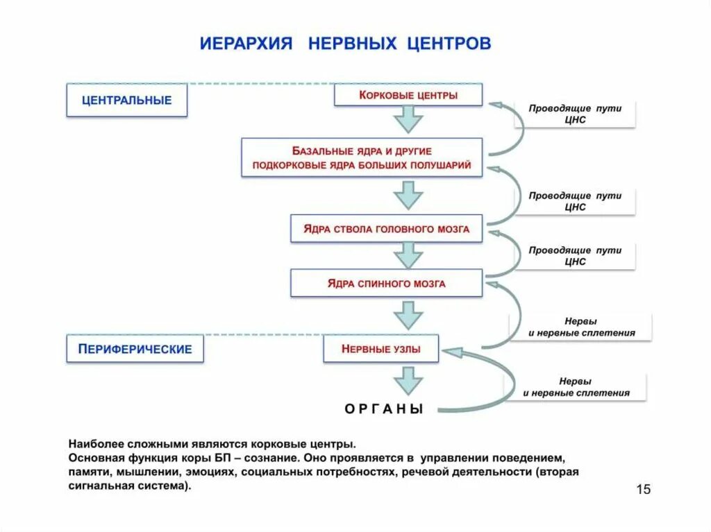 Последовательность иерархического соподчинения элементов нервной системы. Иерархия нервной системы. иерархия нервных центров. иерархичность нервной системы. классификация нервных центров.