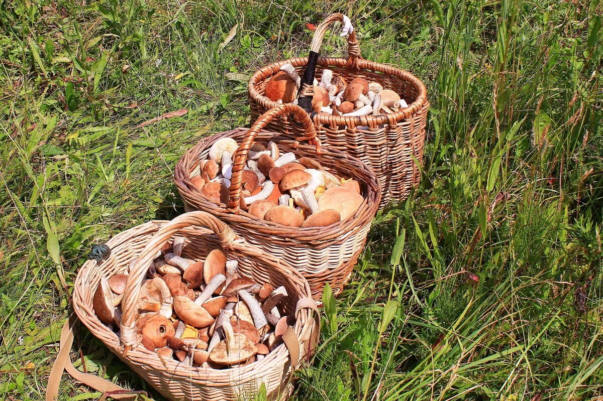 осенние грибы подмосковья. дары леса оренбург. лесная экспозиция. дары леса оренбург. дары леса.