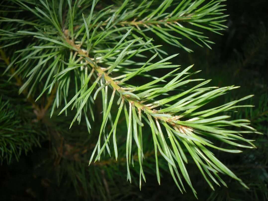 лиственница голосеменное. растение хвойное conifer. пихта сибирская. пихта сосна кедровая лиственница. Pinus thunbergii aocha matsu.