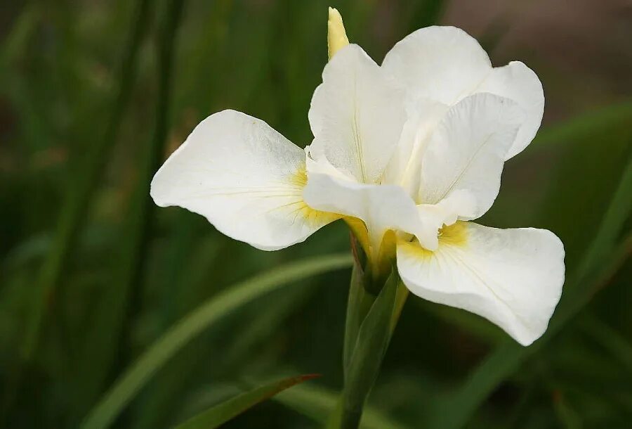 Ирис шуга. Ирис сибирский butter and sugar. ирис сибирский (iris sibirica `butter and sugar`). ирис сибирский баттер энд шуга. ирис сибирский summer revels.