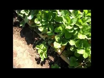 Клубника усы видео