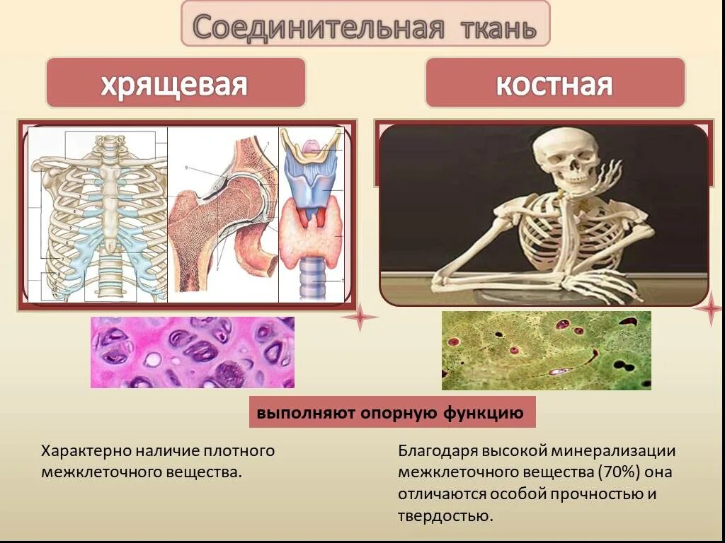 Функции костной и хрящевой ткани. Скелетная костная соединительная ткань. Скелетная хрящевая ткань функции. Хрящевая и костная соединительная ткань.