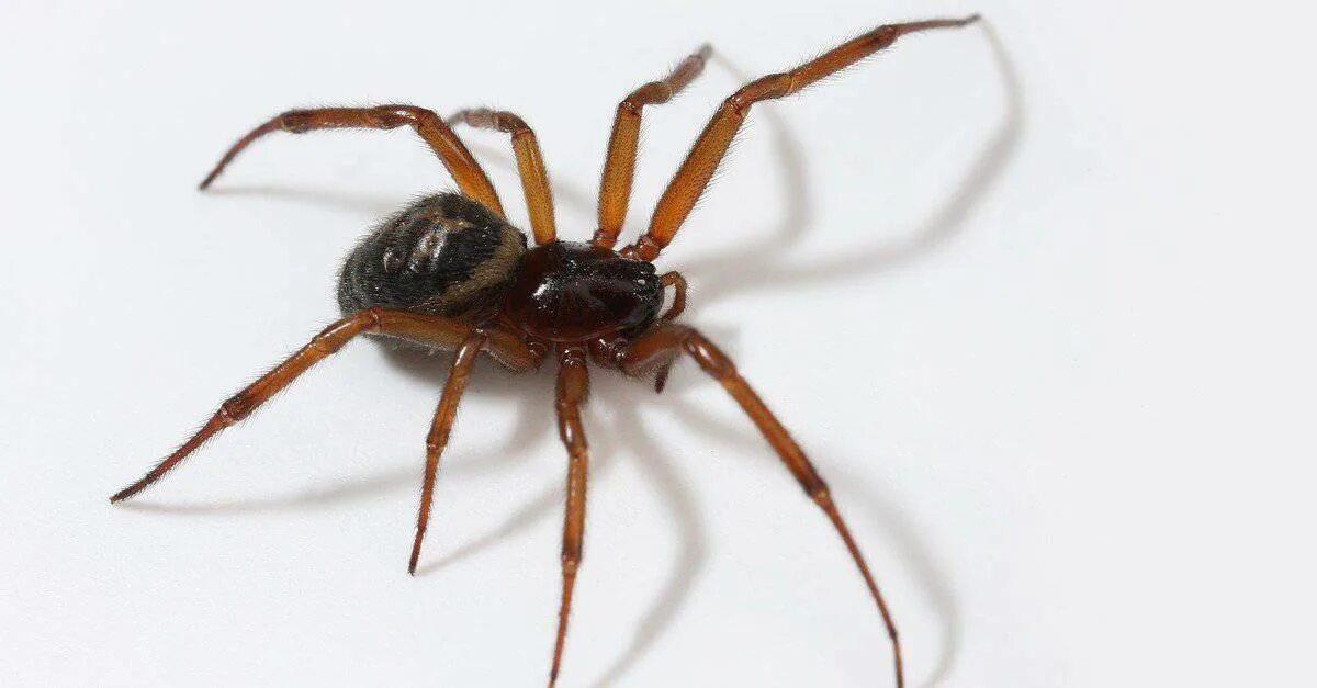 Стеатода Гросса. Стеатода паук. Steatoda Nobilis. Стеатода Нобилис паук. Стеатода крупная