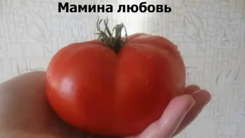 Сорт любовь