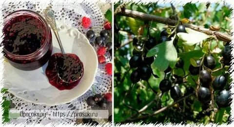 Как размножить йошту