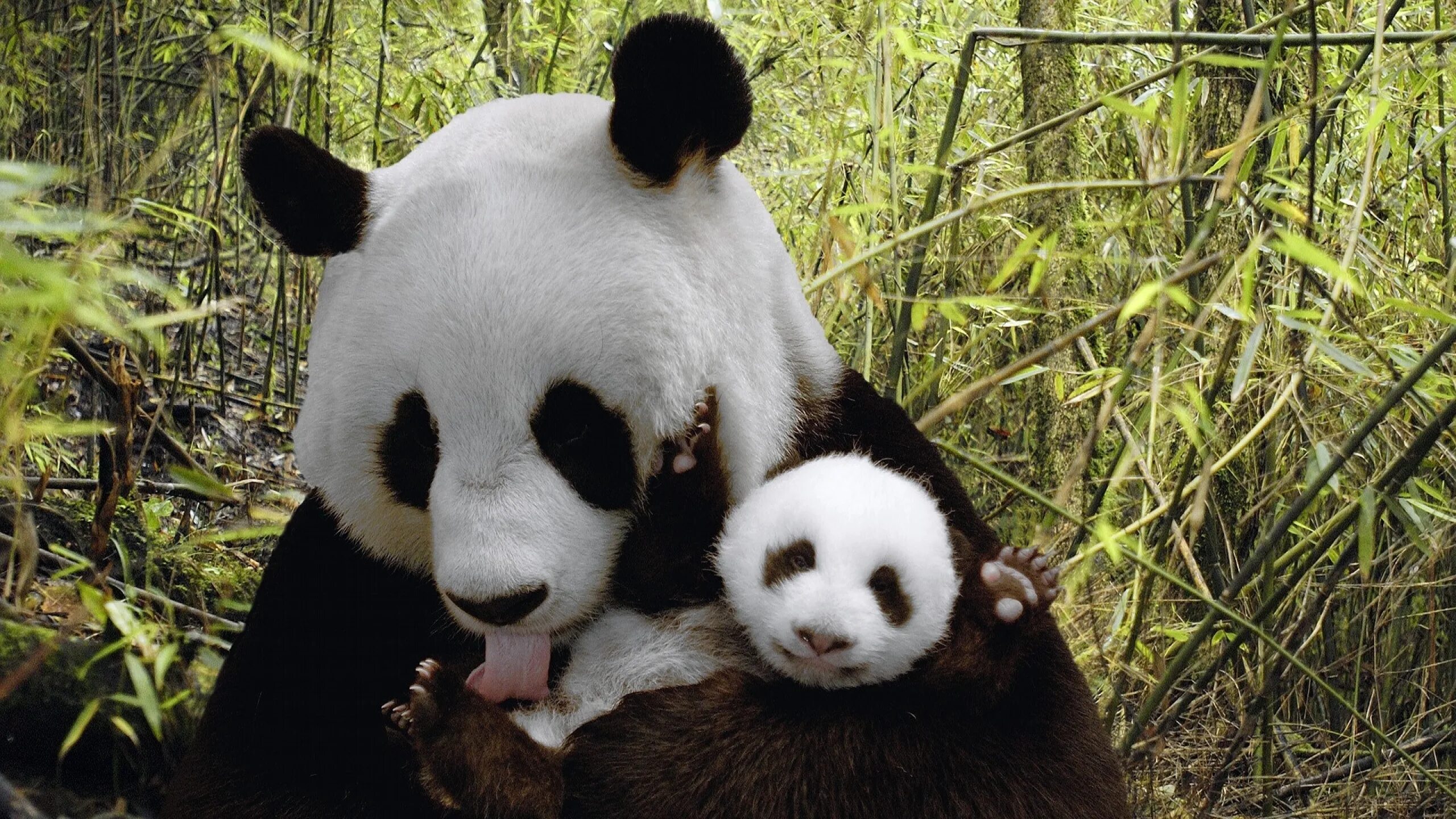 Pandas tuple