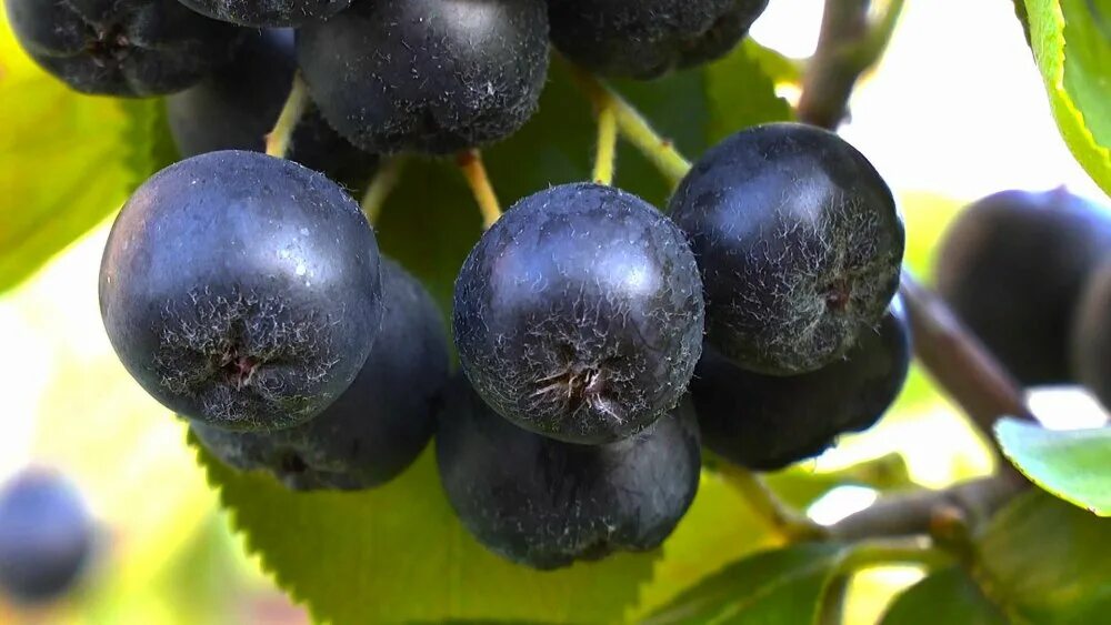 Рябина черноплодная вениса. Арония черноплодная саженец. Арония сливолистная викинг. Калина черноплодная. Арония черноплодная «неро».