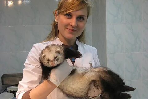 Ветклиника панда