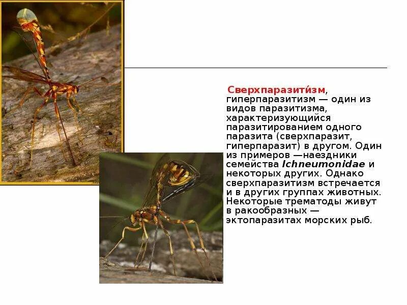 Используя содержание текста что предпочитает муравей