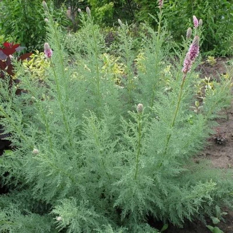 Myricaria deciduous refers to deciduous shrubs from the Tamarisk family. The dis