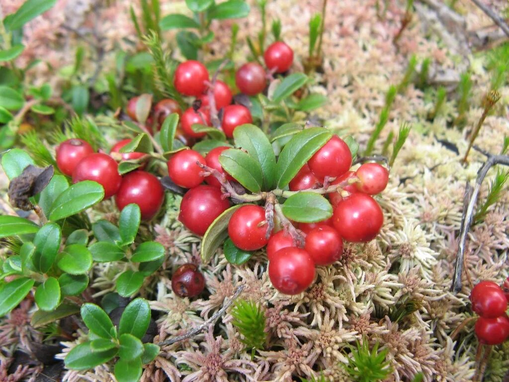 Клюква Болотная. Растение клюква Болотная. Брусника (Vaccinium Vitis idaea l.). Брусника - Vacciniumvitis-idaeal.. Известно что клюква болотная стелющийся кустарник