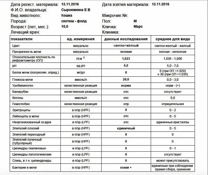 Какую мочу сдавать при цистите
