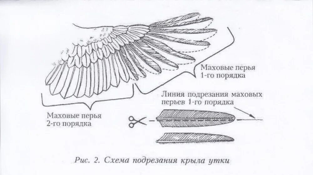 Признаки роста крыльев