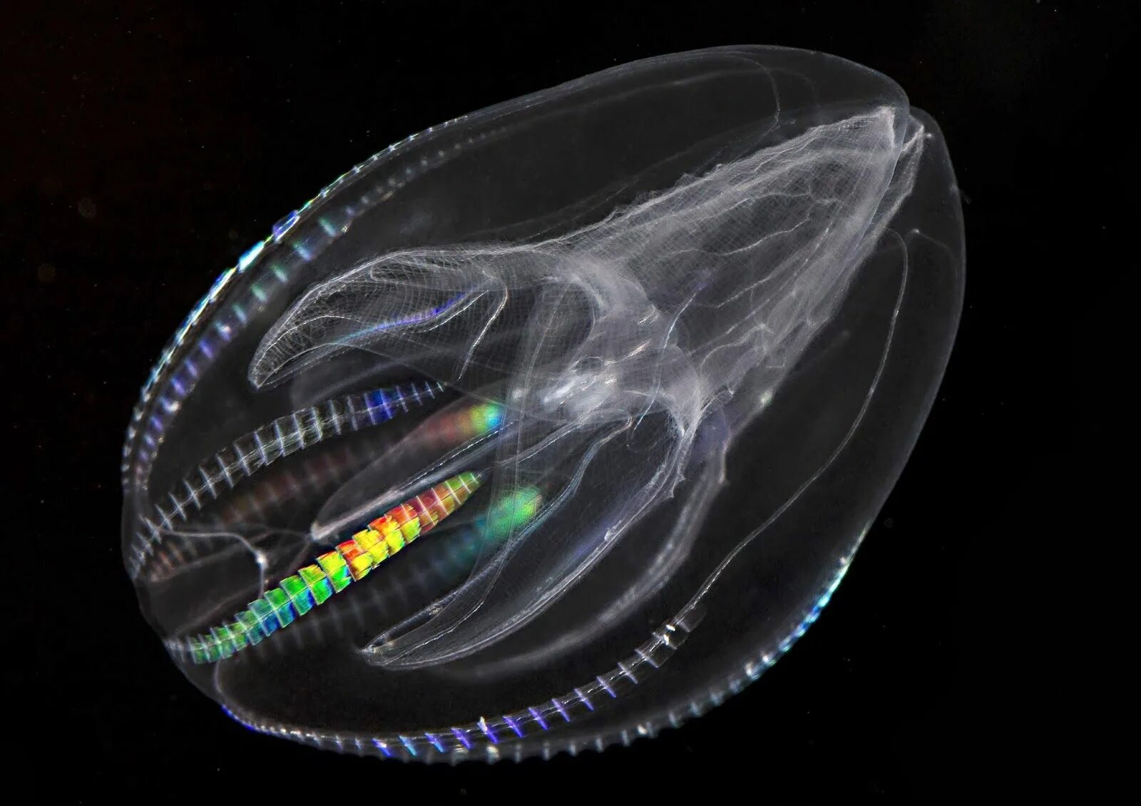 Comb jellies. Гребневик мнемиопсис. Медуза Гребневик черного моря. Мнемиопсис медуза. Гребневик мнемиопсис Mnemiopsis leidyi.