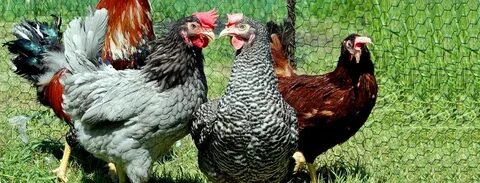 Породы кур на птицефабрике