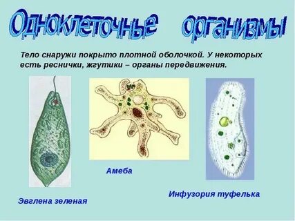 Какие покровы у простейших
