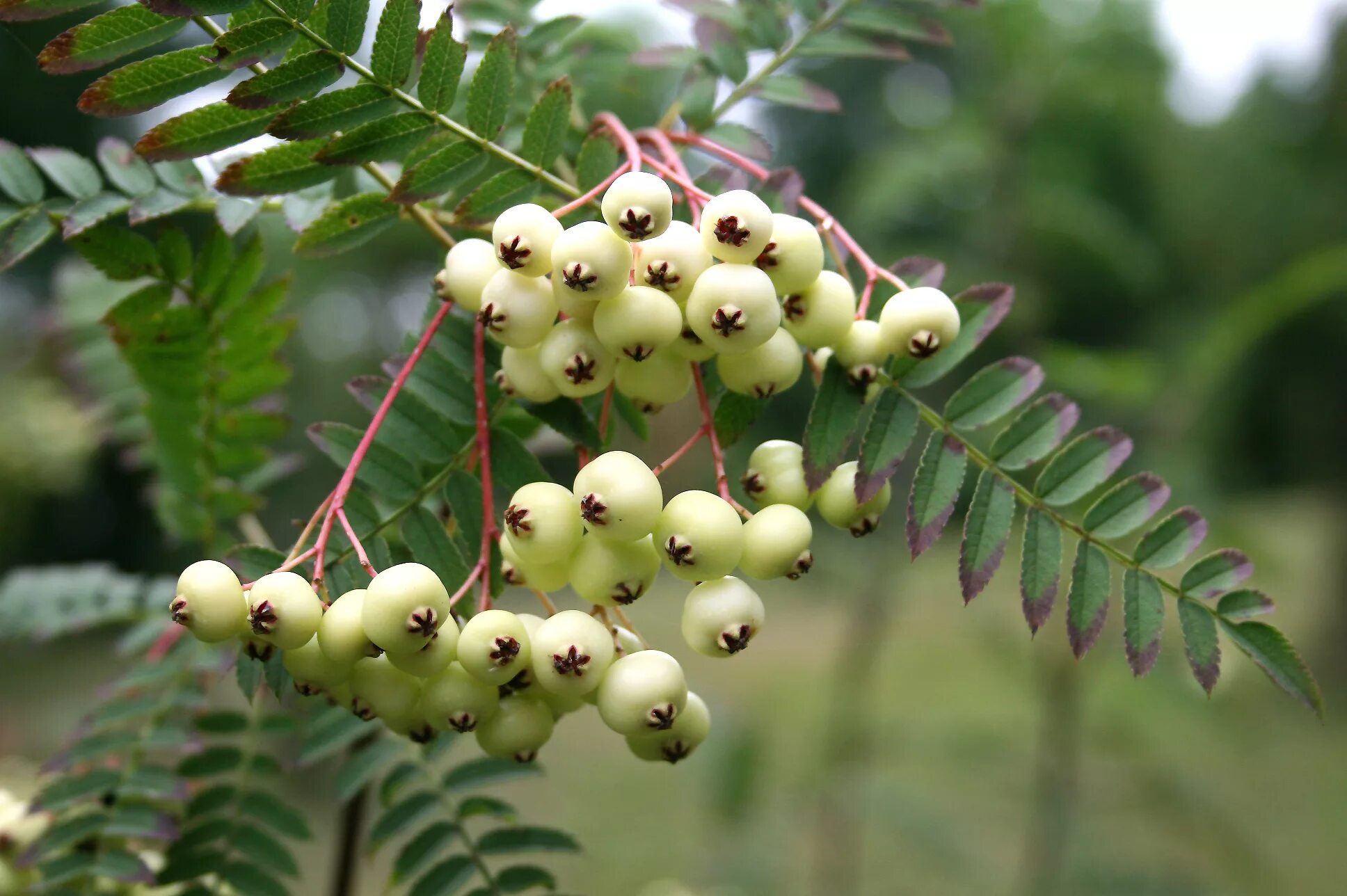 Рябина (sorbus). Рябина вефед. Рябина обыкновенная sorbus aucuparia. Рябина кене. Рябина обыкновенная орандж.