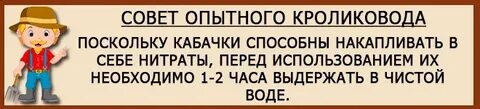 Можно кроликам давать тыкву в сыром виде