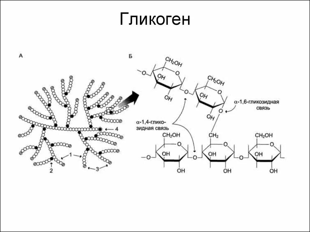 Молекула гликогена формула. Гликоген формула химическая. Молекулярное строение гликогена. Гликоген структурная формула. Содержание гликогена в печени