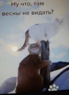 Лишь хвостом