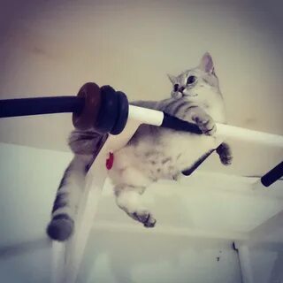 Кошка подтягивается