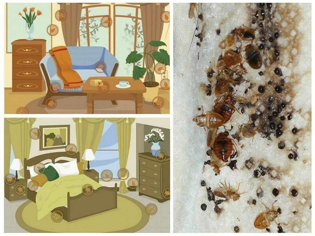 Сколько клопов в квартире. Клопы которые живут в квартире. клопы в квартире постельные.