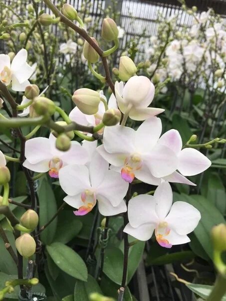 10 Unusual Orchids That Look Like Monkeys and Other Animals Orchids, Beautiful f