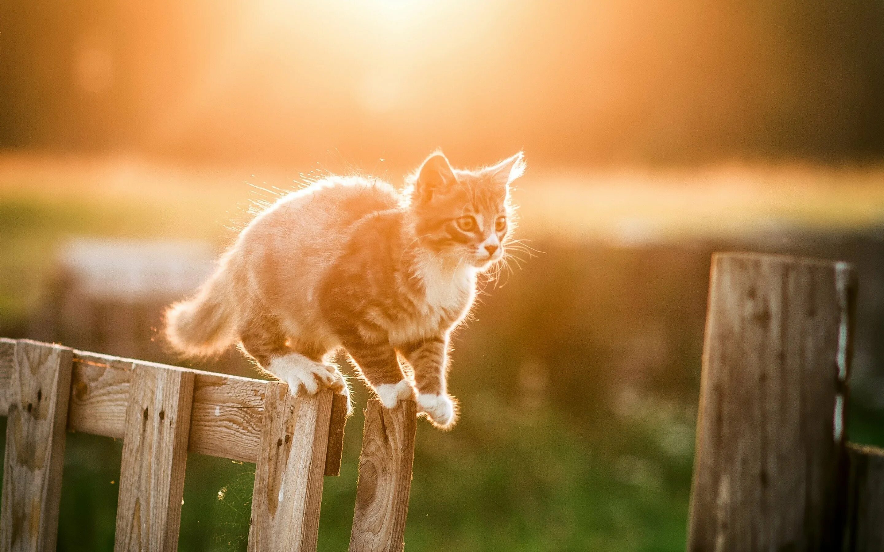 Звери под солнцем. Котенок в солнечных лучах. Солнечное утро котик. Коты на солнышке. Котёнок и солнышко.